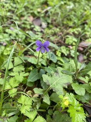 Viola inconspicua nagasakiensis
