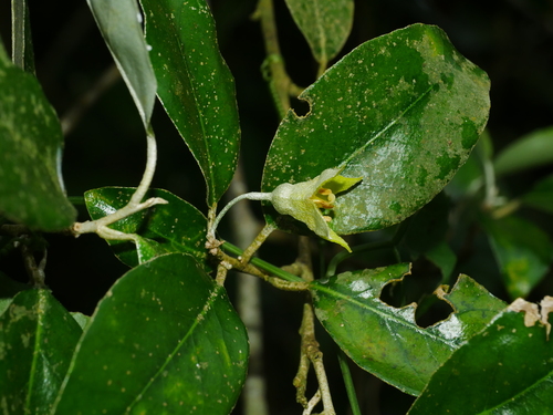 Elaeagnus formosensis, photograph 4