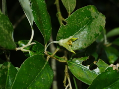 (c) Jacy Chen, some rights reserved (CC BY) Elaeagnus formosensis, photograph (c) Jacy Chen, some rights reserved (CC BY)