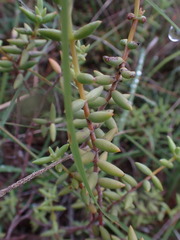 Crassula tetragona