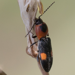 Cardiophorus biguttatus