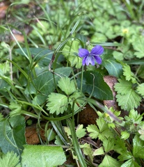 Viola inconspicua nagasakiensis