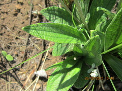 Helichrysum nudifolium