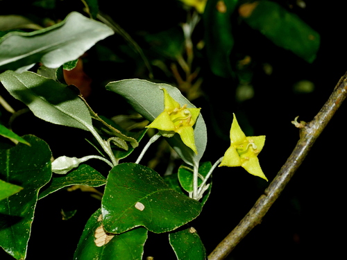 Elaeagnus formosensis (Elaeagnus formosensis)