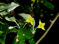 (c) Jacy Chen, some rights reserved (CC BY) Elaeagnus formosensis, photograph (c) Jacy Chen, some rights reserved (CC BY)