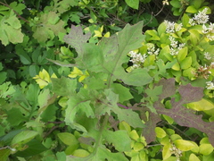 Crepidiastrum denticulatum