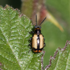 Crioceris paracenthesis