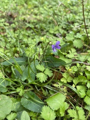 Viola inconspicua nagasakiensis