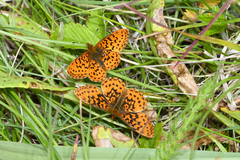 Boloria epithore