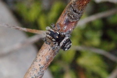 Maratus plumosus