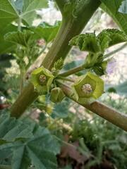Malva parviflora