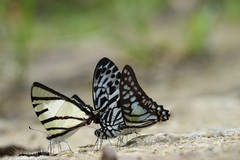 Graphium