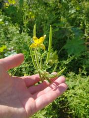 Cleome viscosa