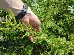 Cleome viscosa