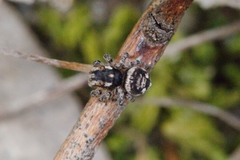 Maratus plumosus