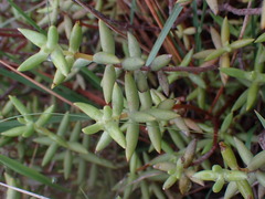 Crassula tetragona