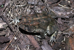Anaxyrus terrestris