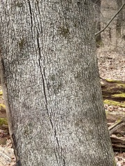 Acer platanoides