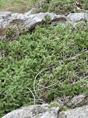 Selaginella dregei