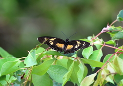 Pseudacraea lucretia