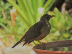 Turdus olivaceus olivaceus