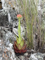 Crassula alba