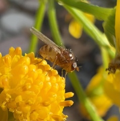 Ormia