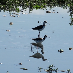 Himantopus mexicanus melanurus
