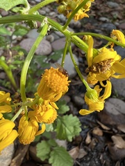 Ormia