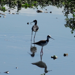 Himantopus mexicanus melanurus