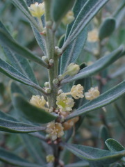 Clutia daphnoides