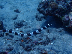 Myrichthys colubrinus