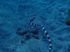 Myrichthys colubrinus