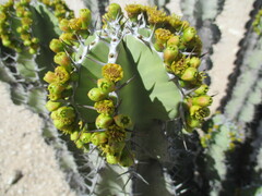 Euphorbia virosa