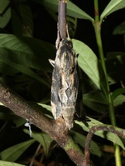 Erinnyis oenotrus