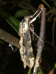 Erinnyis oenotrus