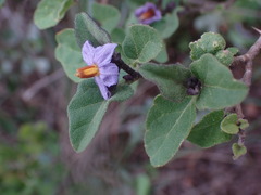 Solanum tomentosum