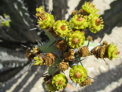 Euphorbia virosa