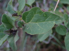 Solanum tomentosum