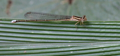 Pseudagrion