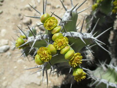 Euphorbia virosa