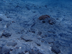 Myrichthys colubrinus