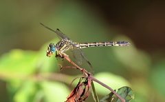Paragomphus cognatus