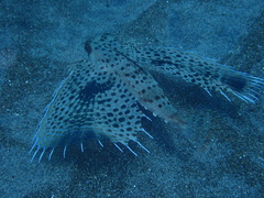 Dactyloptena orientalis