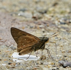 Pithauria marsena