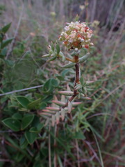 Crassula tetragona
