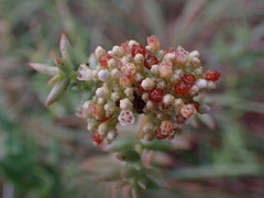 Crassula tetragona