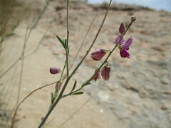 Polygala guerichiana