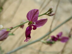 Polygala guerichiana