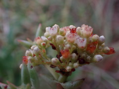 Crassula tetragona